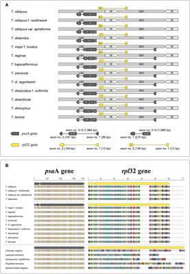 Taxonomic reinvestigation of the genus Tetradesmus (Scenedesmaceae; Sphaeropleales) based on morphological characteristics and chloroplast genomes